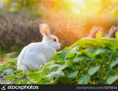 White rabbit sitting on green field spring meadow / Easter bunny hunt for easter egg on grass plant outdoor nature background