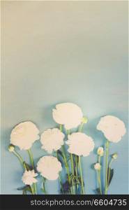 White ranunculus fresh flowers, copy space on blue wooden background flat lay scene, retro toned. white ranunculus flowers