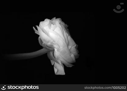 white ranunculus isolated on black background