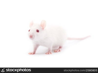 white rat isolated on white background