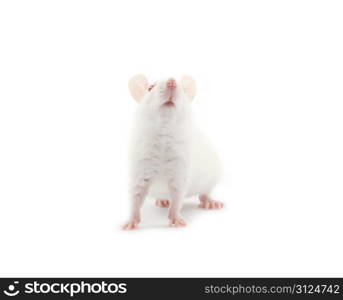 white rat isolated on white background