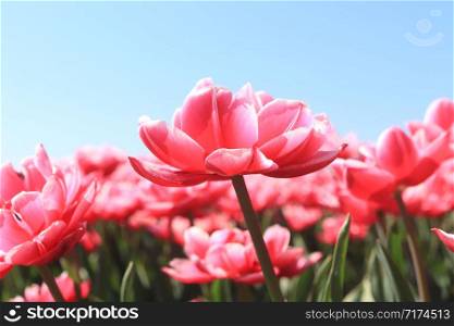 White red tulips on a field, close up