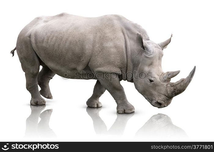 White Rhino - Ceratotherium simum