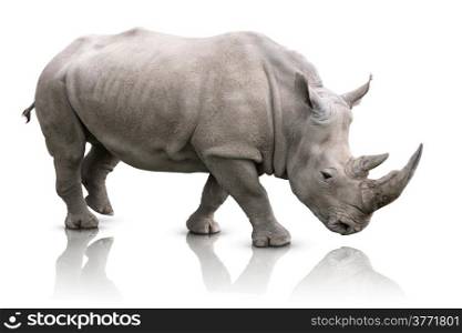 White Rhino - Ceratotherium simum