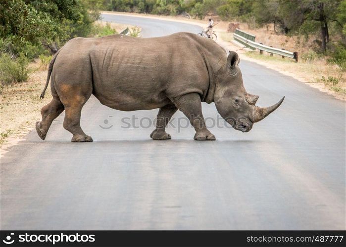 White Rhino crossing the road in the Kruger National Park, South Africa.