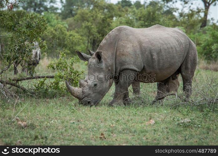 White rhino eating grass in the Kruger National Park, South Africa.