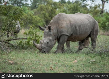 White rhino eating grass in the Kruger National Park, South Africa.