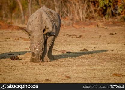 White rhino grazing in the bush, South Africa.