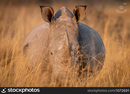 White rhino in the high grass looking at the camera, South Africa.