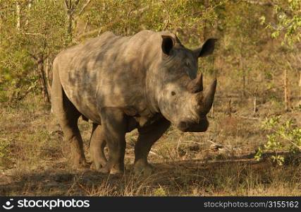 White Rhino - Kruger National Park, South Africa