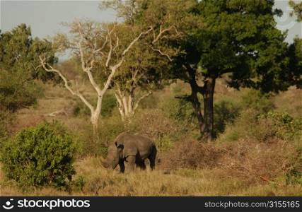 White Rhino - Kruger National Park, South Africa