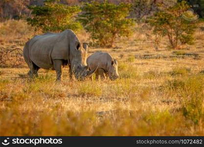 White rhino mother and baby calf grazing, South Africa.