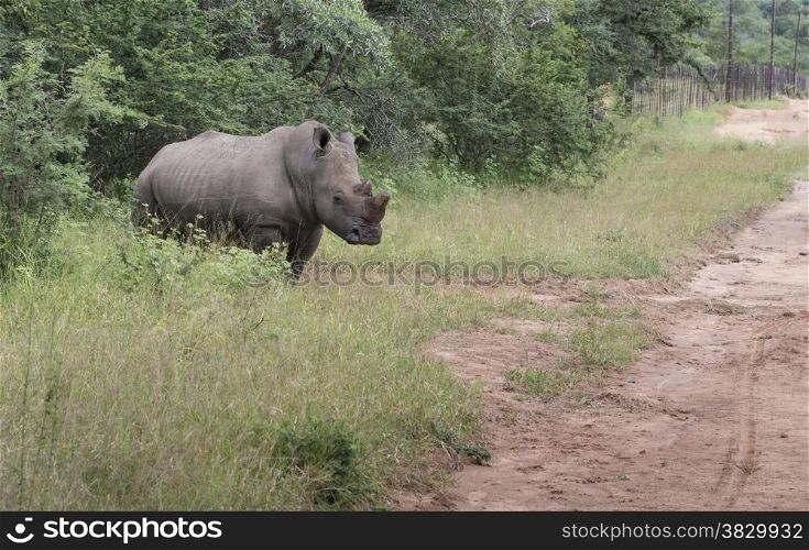 white rhino one of the big 5 animals at the kruger national park in south africa