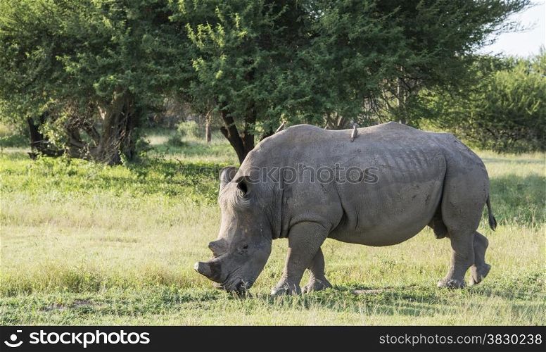 white rhino one of the big 5 animals at the kruger national park in south africa with birds on his back