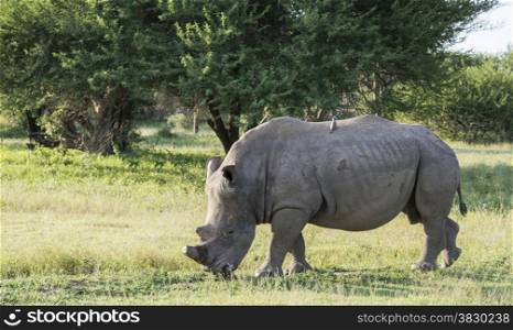 white rhino one of the big 5 animals at the kruger national park in south africa with birds on his back