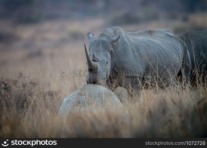 White rhino resting his head on a rock, South Africa.