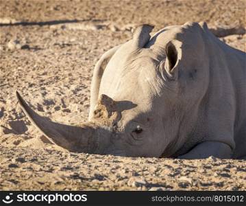 White Rhino resting in the dirt with huge horn, in Botswana, Africa