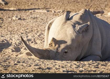 White Rhino resting in the dirt with huge horn, in Botswana, Africa