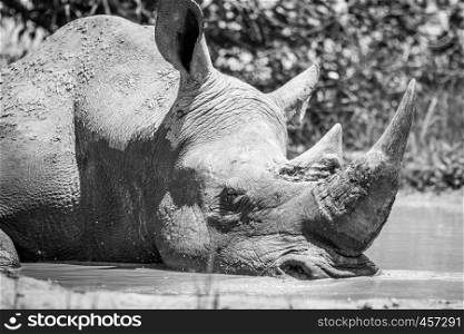 White rhino sleeping in the water in black and white in the Kruger National Park, South Africa.