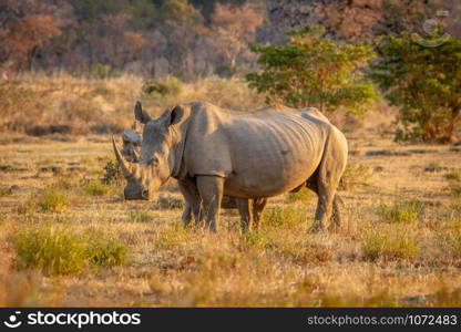 White rhino standing in the grass, South Africa.