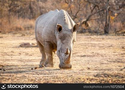 White rhino standing in the grass, South Africa.