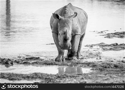 White rhino standing in the water and starring at the camera in black and white, South Africa.