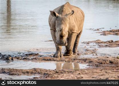 White rhino standing in the water and starring at the camera, South Africa.
