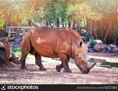 White rhino walking in the wildlife sanctuary / Other names Rhinoceros