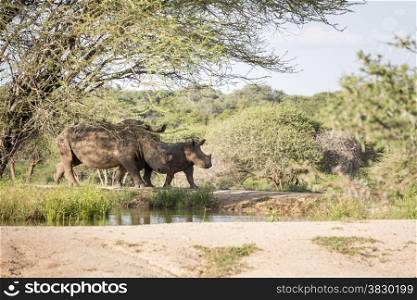 white rhino with young one of the big 5 animals at the kruger national park in south africa