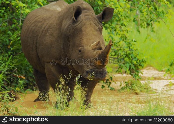 White rhinoceros (Ceratotherium simum) in a forest, Motswari Game Reserve, South Africa