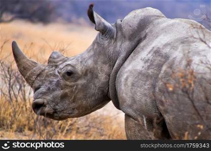 White Rhinoceros, Ceratotherium simum, Square-lipped Rhinoceros, Khama Rhino Sanctuary, Botswana, Africa
