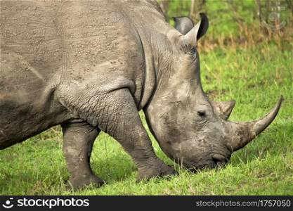 White Rhinoceros, Ceratotherium simum, Square-lipped Rhinoceros, Kruger National Park, South Africa, Africa