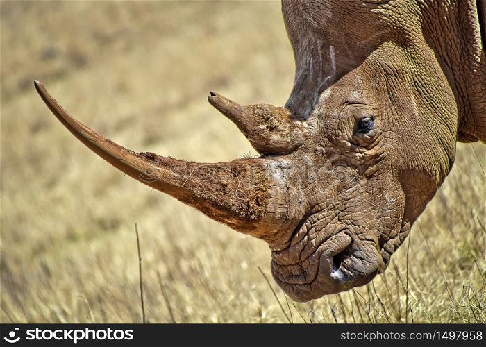 White Rhinoceros, Ceratotherium simum, Square-lipped Rhinoceros, Rhino and Lion Nature Reserve, South Afica, Africa