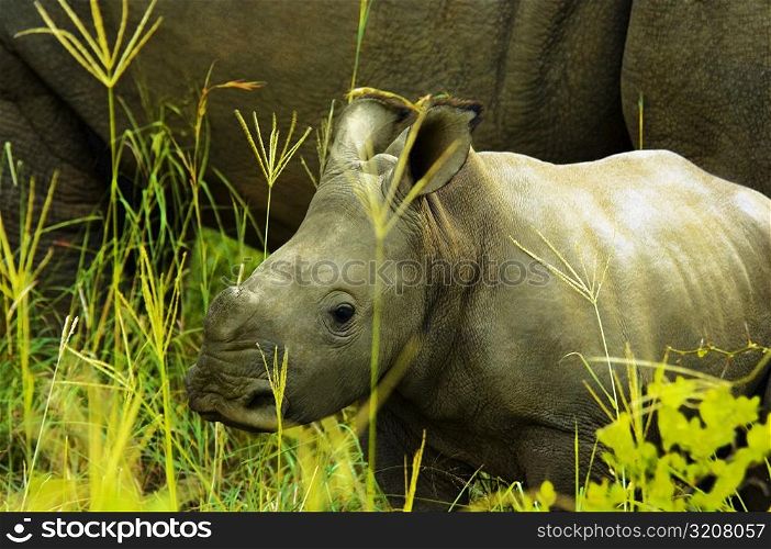 White rhinoceros (Ceratotherium simum) with its calf in a forest, Makalali Game Reserve, South Africa