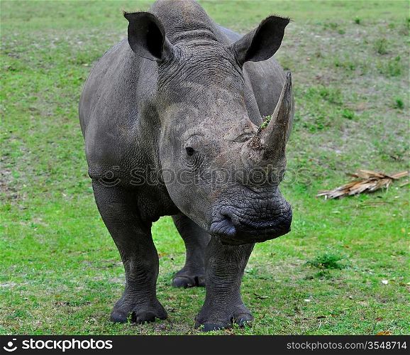 White Rhinoceros , Close Up Shot