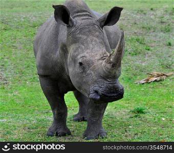 White Rhinoceros , Close Up Shot