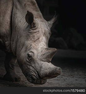 White rhinoceros face close-up