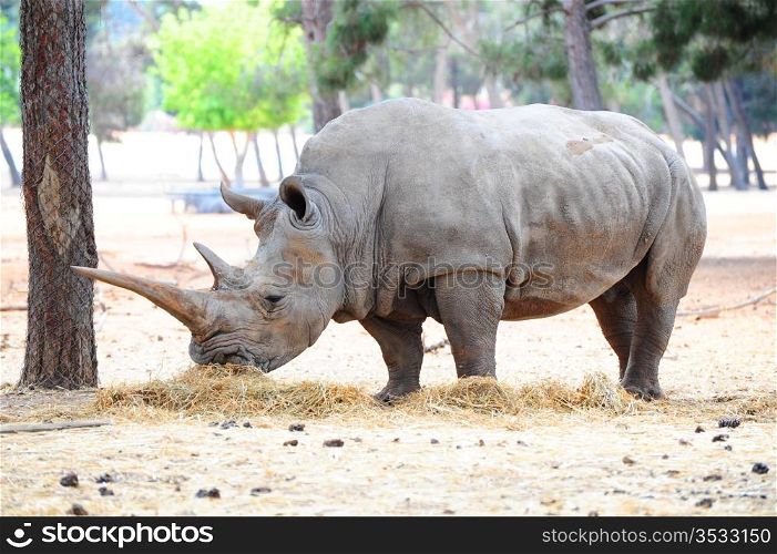 White Rhinoceros Live in Small Herds and Feed on Wild Grasses