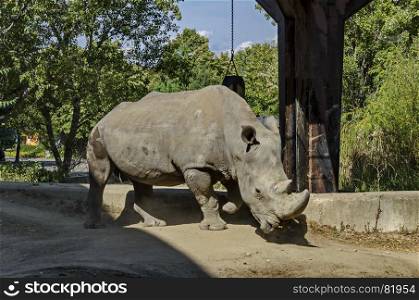 White Rhinoceros or Ceratotherium Simum walk in park, Sofia, Bulgaria