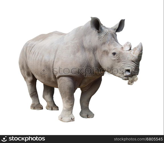 white rhinoceros, square-lipped rhinoceros isolated on white background