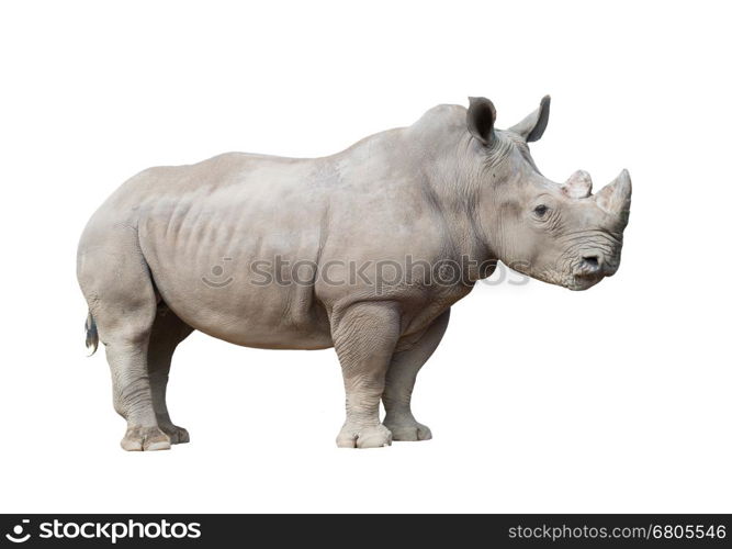 white rhinoceros, square-lipped rhinoceros isolated on white background