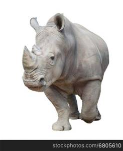 white rhinoceros, square-lipped rhinoceros isolated on white background