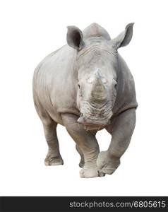 white rhinoceros, square-lipped rhinoceros isolated on white background