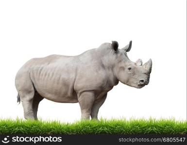 white rhinoceros, square-lipped rhinoceros with green grass isolated on white background