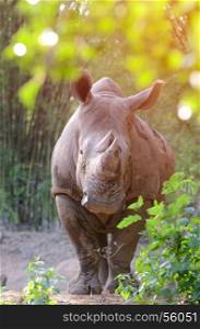 white rhinoceros standing behind the bush with flare light