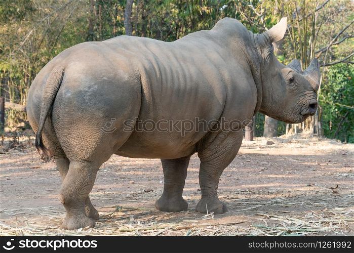 white rhinoceros standing in zoo