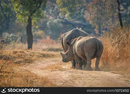 White rhinos walking on the road, South Africa.