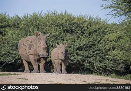 white rhon oceros with young one in africa kruger park