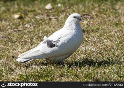 White rock feral pigeon doves resting on winter green grass park meadow