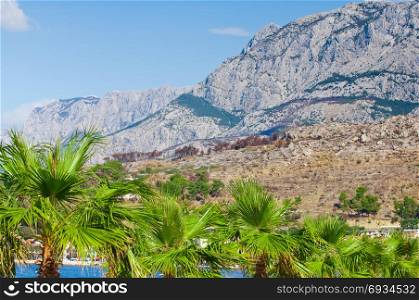 White , rocky mountains at Adriatic seacoast with palm trees, Dalmatia, Croatia
